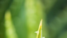 gros plan sur pousse d'aloe vera