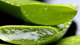 aloe vera coupé