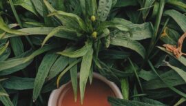 tasse de thé au milieu de feuilles de thé