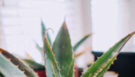 coeur d'aloe vera en prise serrée