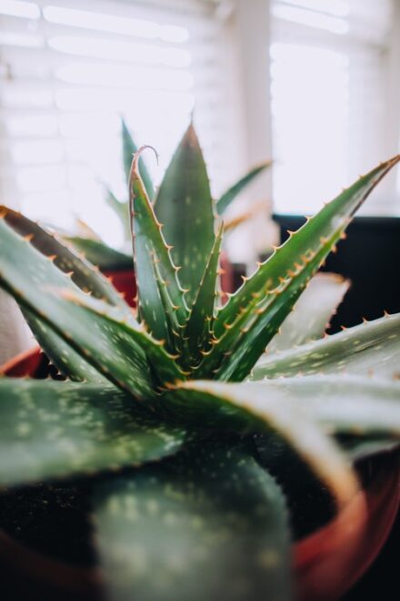 coeur d'aloe vera en prise serrée