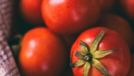 tomates rouges en plan serré