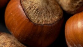 châtaignes en gros plan