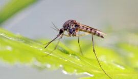 moustique en plan serré